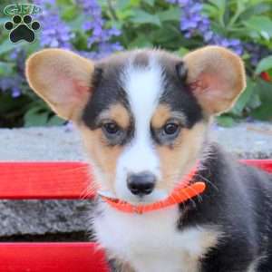 Cooper, Pembroke Welsh Corgi Puppy