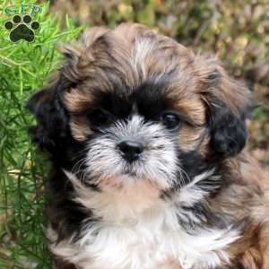 Cooper, Teddy Bear Puppy