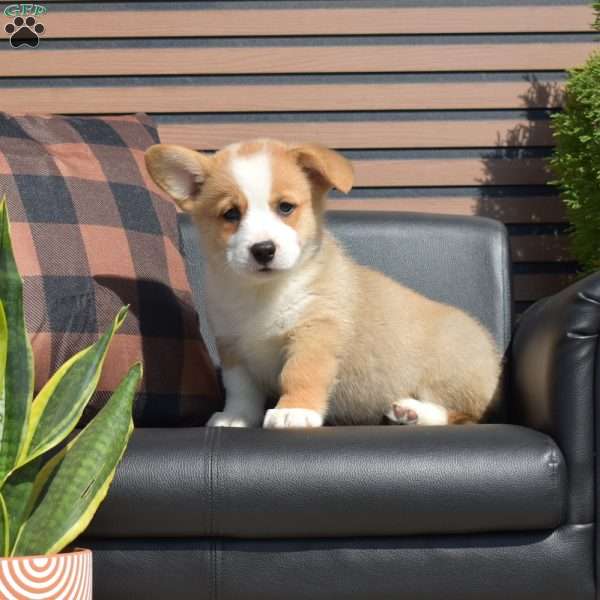 Copper, Pembroke Welsh Corgi Puppy
