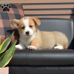 Copper, Pembroke Welsh Corgi Puppy