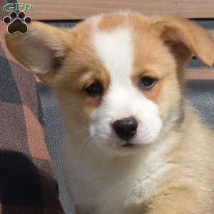 Copper, Pembroke Welsh Corgi Puppy