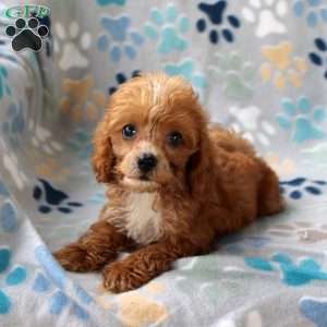 Copper, Cockapoo Puppy
