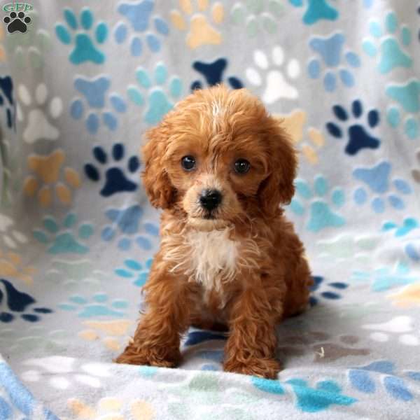 Copper, Cockapoo Puppy