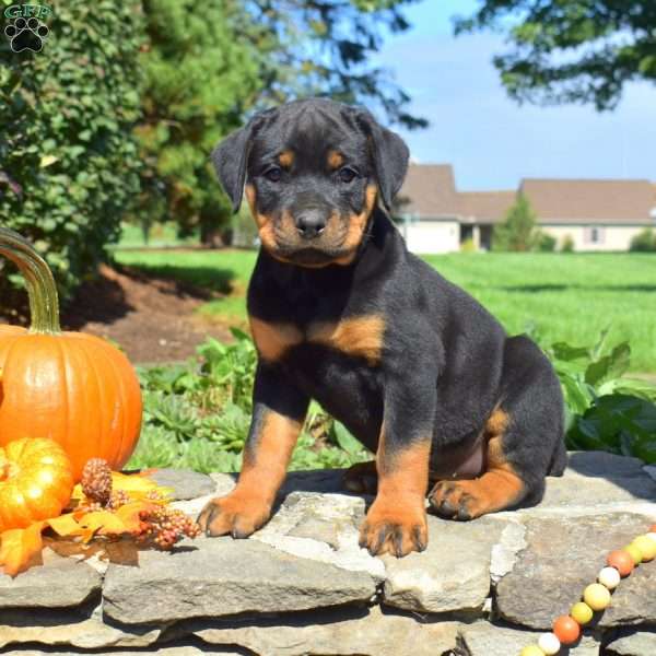Cora, Rottweiler Puppy