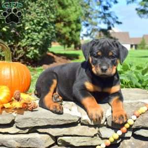 Cora, Rottweiler Puppy
