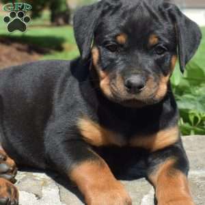 Cora, Rottweiler Puppy