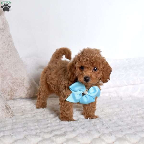 Cordoroy, Miniature Poodle Puppy