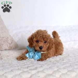 Cordoroy, Miniature Poodle Puppy