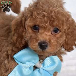 Cordoroy, Miniature Poodle Puppy