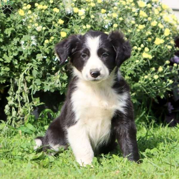 Crissy, Border Collie Mix Puppy