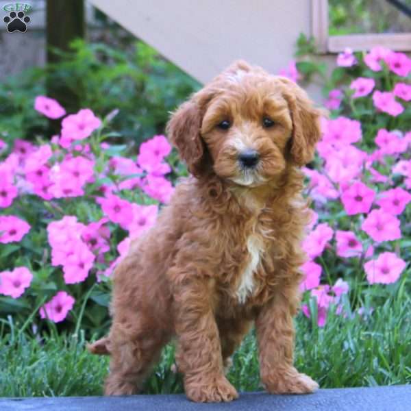 Crissy, Goldendoodle Puppy