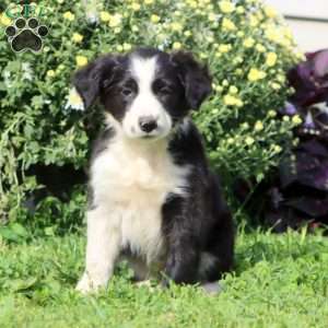 Crissy, Border Collie Mix Puppy
