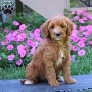 Crissy, Goldendoodle Puppy