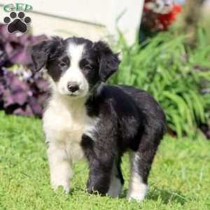 Crissy, Border Collie Mix Puppy