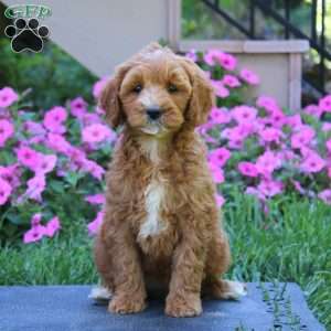 Crissy, Goldendoodle Puppy