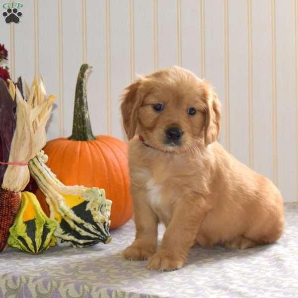 Cruz, Miniature Golden Retriever Puppy