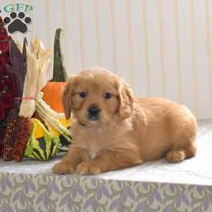 Cruz, Miniature Golden Retriever Puppy