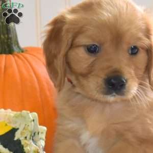 Cruz, Miniature Golden Retriever Puppy