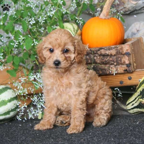 Crystal, Miniature Poodle Puppy