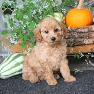 Crystal, Miniature Poodle Puppy
