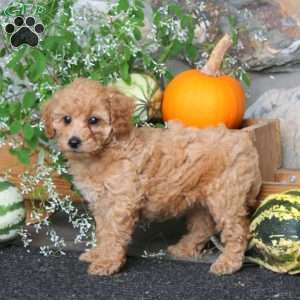 Crystal, Miniature Poodle Puppy