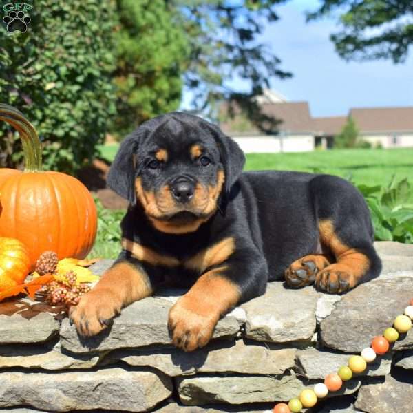 Cubby, Rottweiler Puppy