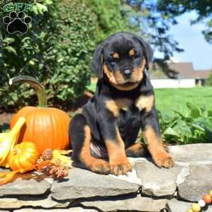 Cubby, Rottweiler Puppy