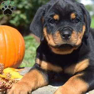 Cubby, Rottweiler Puppy