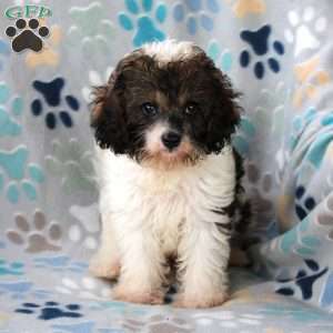 Cuddles, Cavapoo Puppy