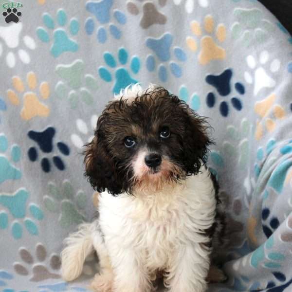 Cuddles, Cavapoo Puppy