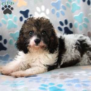 Cuddles, Cavapoo Puppy
