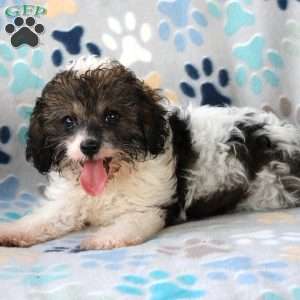 Cuddles, Cavapoo Puppy