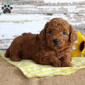 Custard, Toy Poodle Puppy