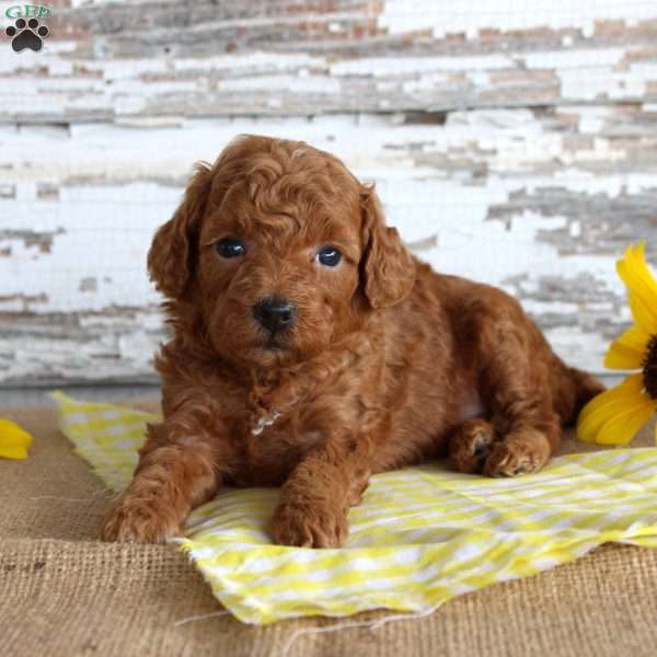 Custard, Toy Poodle Puppy