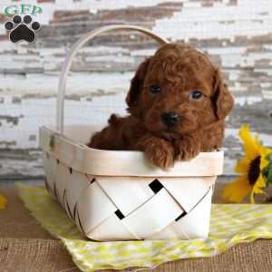 Custard, Toy Poodle Puppy