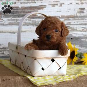 Custard, Toy Poodle Puppy