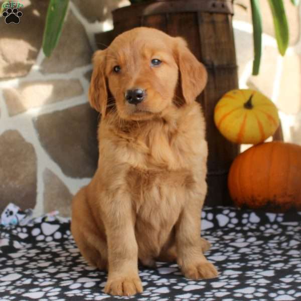 Cyrus, Golden Retriever Puppy