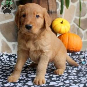 Cyrus, Golden Retriever Puppy
