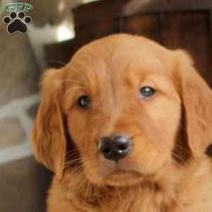 Cyrus, Golden Retriever Puppy