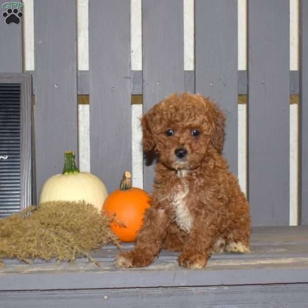 Dixie, Miniature Poodle Puppy