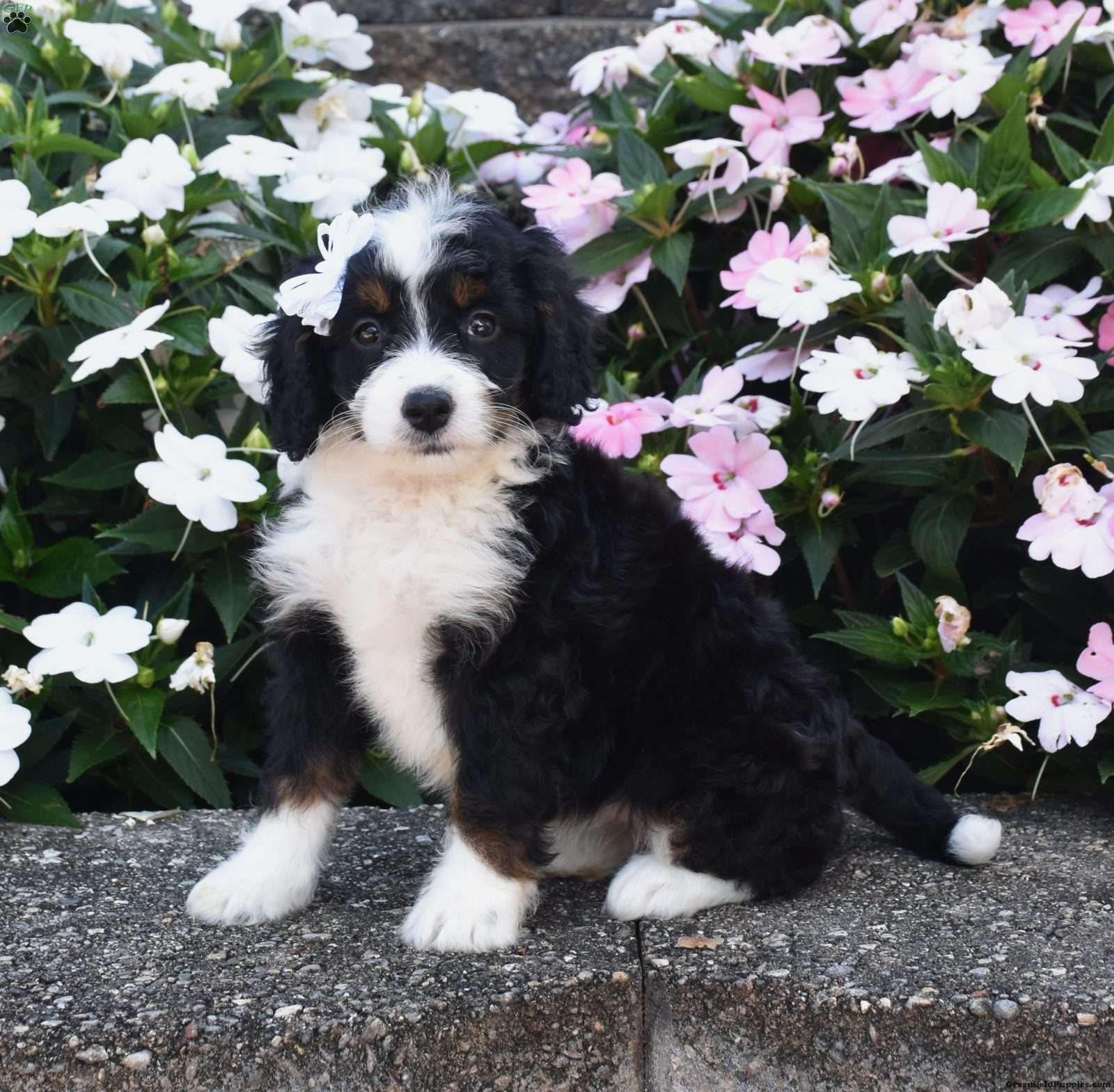 Belle (Doodle / designer cross, Female) in Fredericksburg, OH