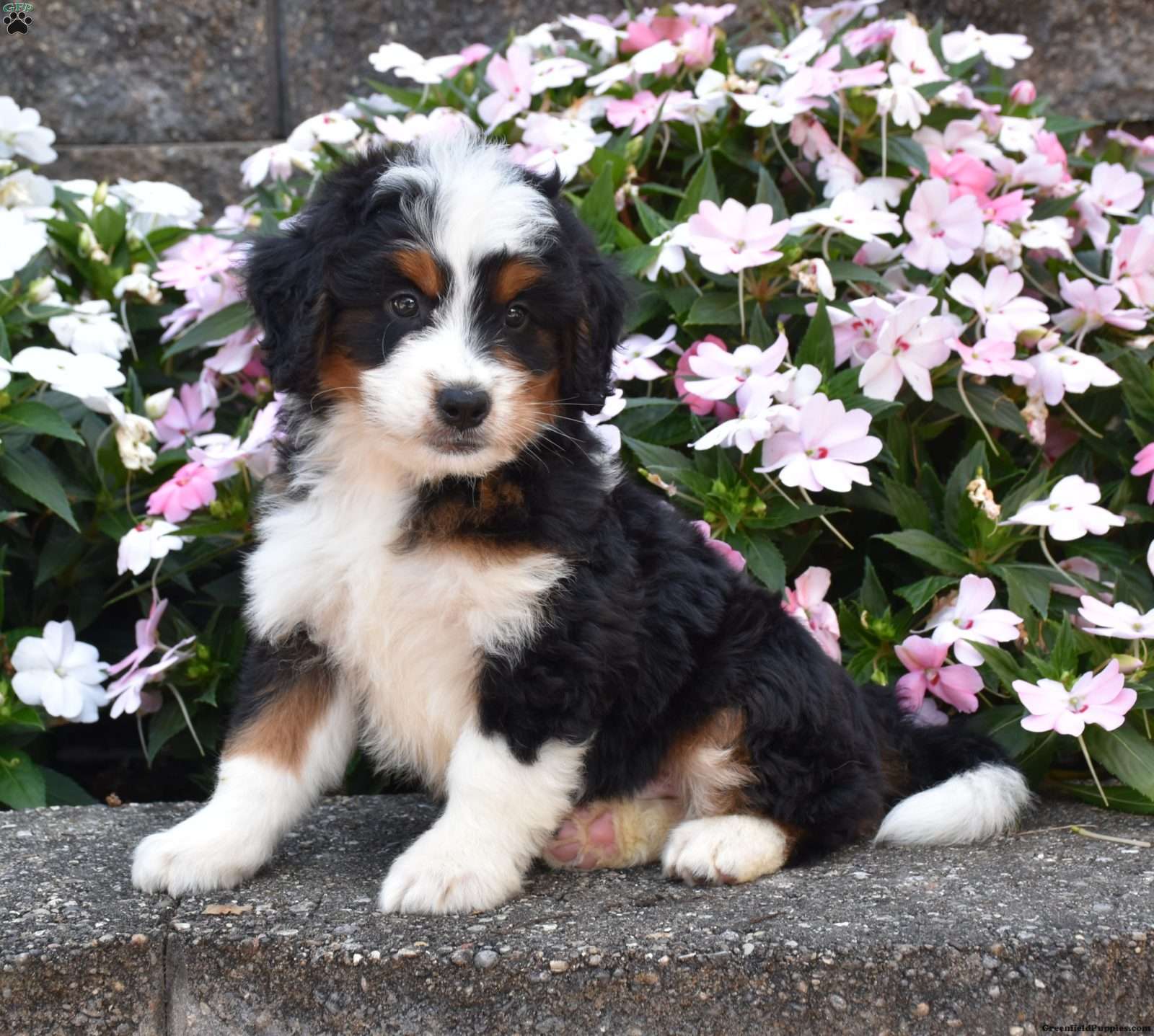 Bagel, Doodle / designer cross