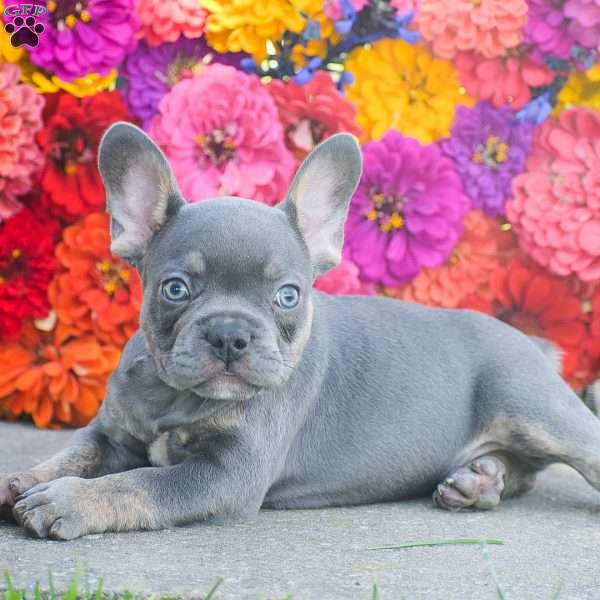 Titan, French Bulldog Puppy