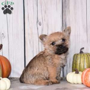 Ninja, Cairn Terrier Puppy