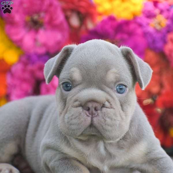 Cody, French Bulldog Puppy