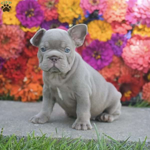 Clover, French Bulldog Puppy
