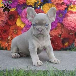 Cheyenne, French Bulldog Puppy