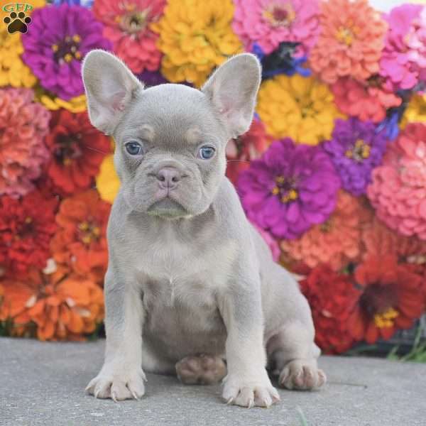Cheyenne, French Bulldog Puppy