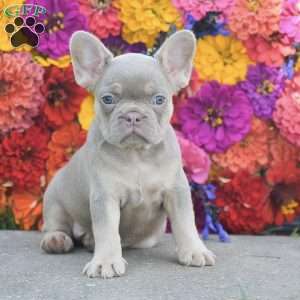 Cheyenne, French Bulldog Puppy