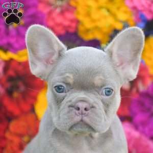 Cheyenne, French Bulldog Puppy